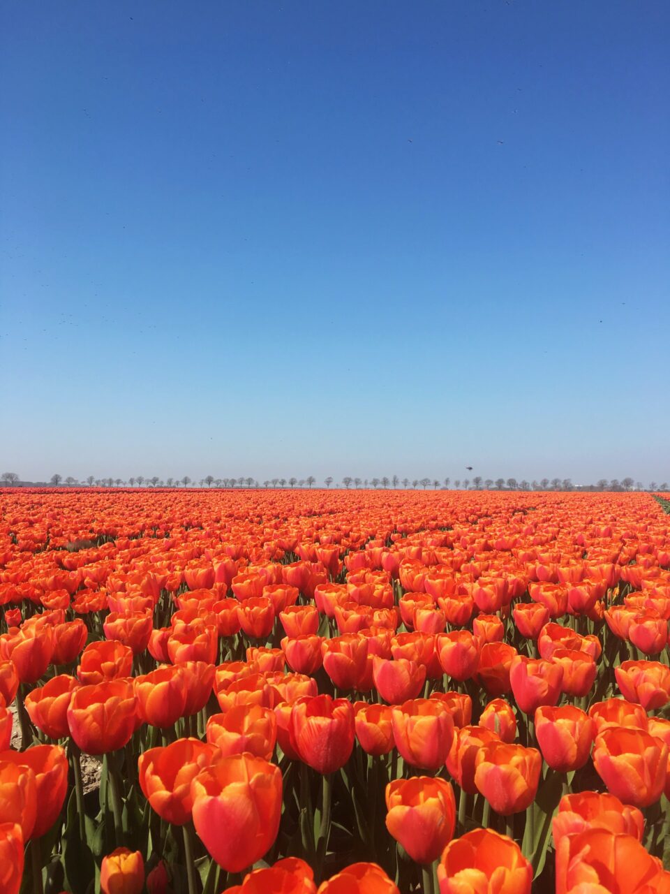 Tulip field in the Netherlands