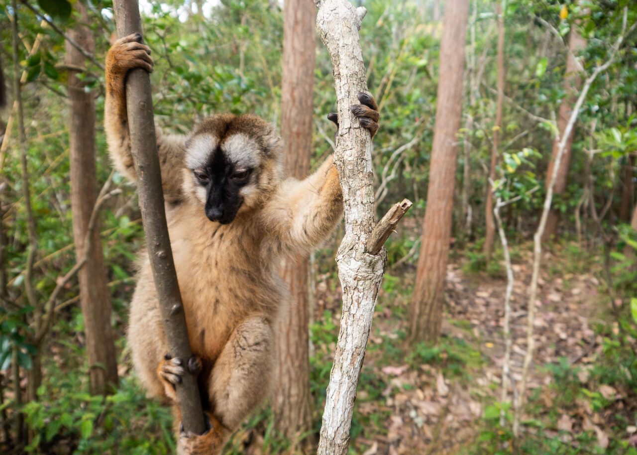 Cute lemur in a tree on Lemur Island 