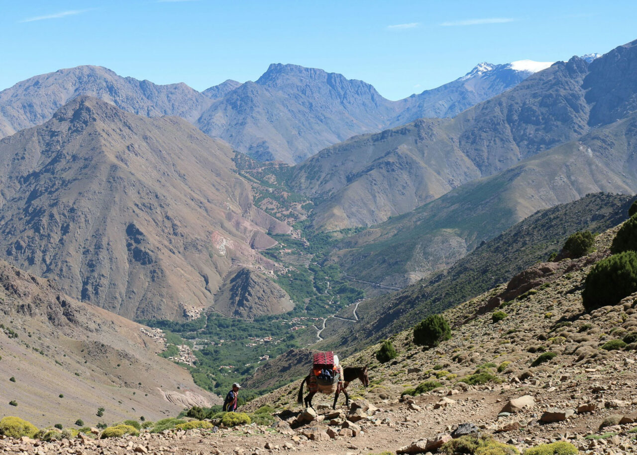 Donkey in the high Atlas mountains in Imlil, Morocco